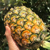 海南金钻凤梨 单果1.2-2斤以上 当季新鲜海南热带水果手撕菠萝 商品缩略图0