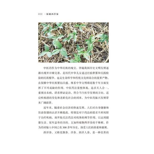 探秘西洋参 商品图3