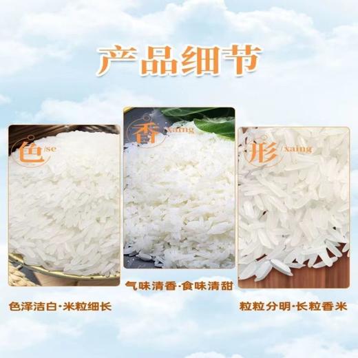 探禾泰国香米5KG 商品图4