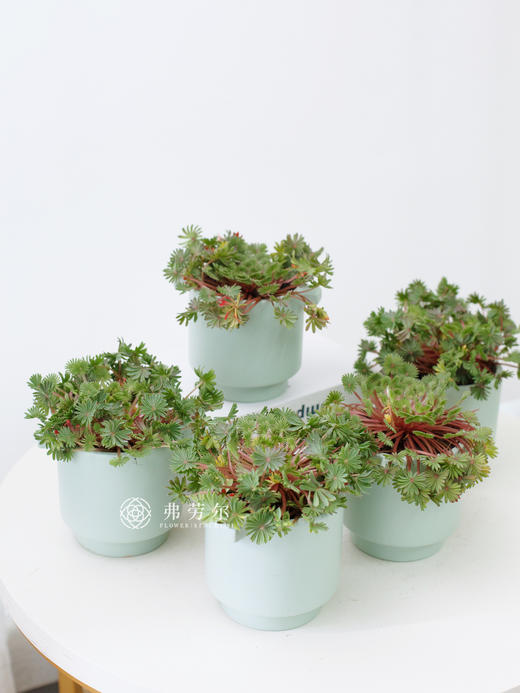 棕榈醡浆草 商品图2