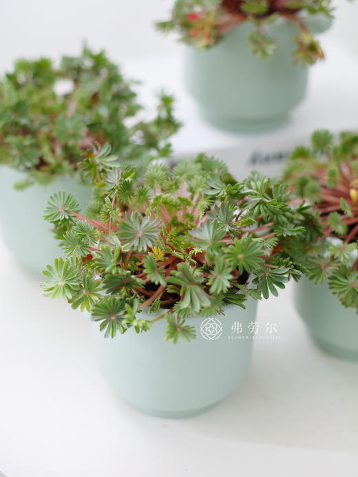 棕榈醡浆草 商品图1