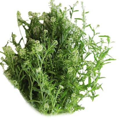 绿玲草 10支/扎 以实物为准 云南基地发货（价格已包含包装费用） 运费以实际为准，多退少补。）