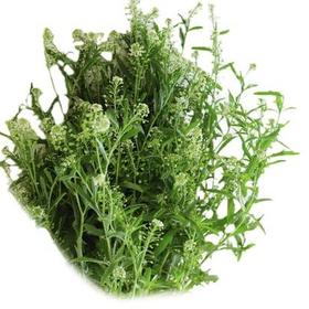 绿玲草 10支/扎 以实物为准 云南基地发货（价格已包含包装费用） 运费以实际为准，多退少补。）