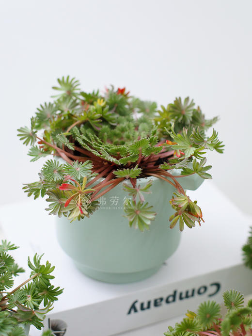 棕榈醡浆草 商品图0