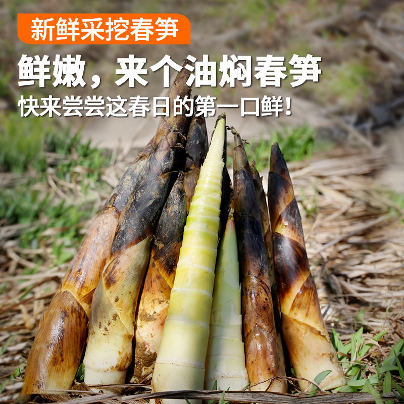 【安心优选】  新鲜春笋 1斤  皮薄肉嫩  口感清脆微甜  去老根发货