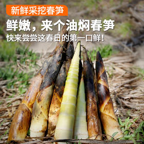 密农人家  新鲜现挖春笋  皮薄肉嫩  口感清脆微甜  1斤