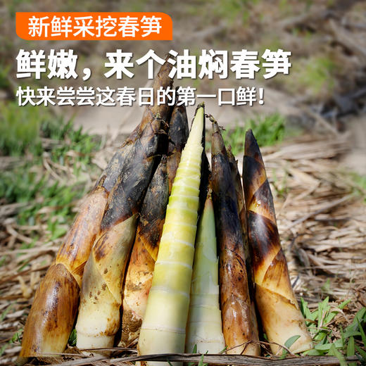 密农人家  新鲜现挖春笋  皮薄肉嫩  口感清脆微甜  1斤 商品图0