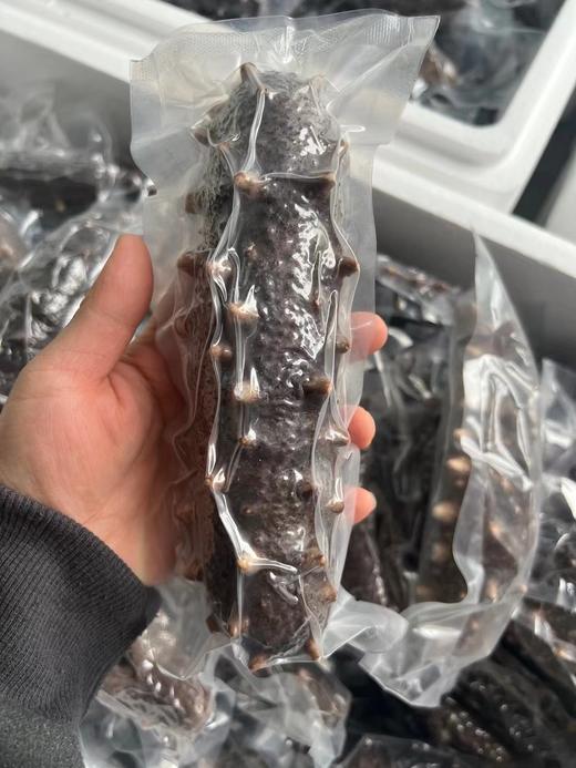 自营（金参水产）-冷蒸鲜食海参 商品图3