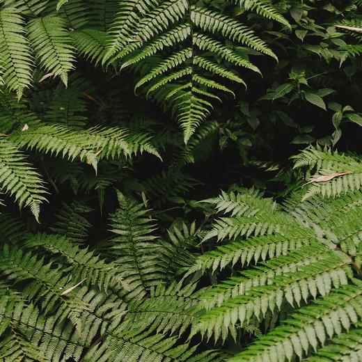 【“侏罗纪”桫椤谷】国庆活动｜漫行春野，穿越回侏罗纪恐龙公园 商品图1