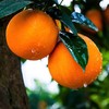 湖南纽荷尔橙9斤中小果（商） 商品缩略图8