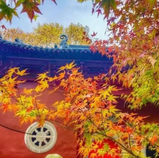 探寻金陵秋色，相约国内四大红叶胜地之一的栖霞山（南京活动） 商品图0