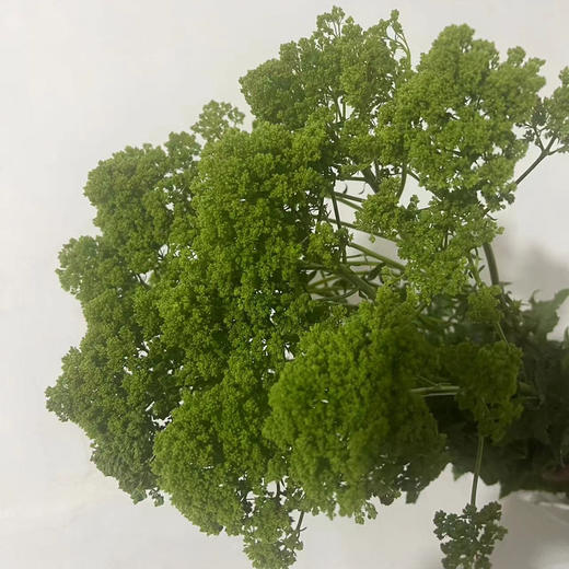 夕雾草·绿色 商品图0