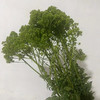 夕雾草·绿色 商品缩略图2