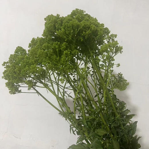 夕雾草·绿色 商品图2