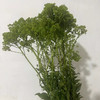 夕雾草·绿色 商品缩略图3