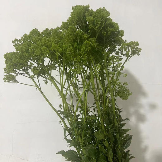 夕雾草·绿色 商品图3