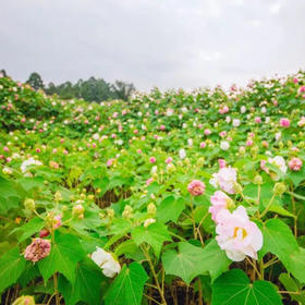 这个公园有五万株芙蓉正花开成海，周末一起去打卡游玩吧，在活动中认识新朋友（成都活动）