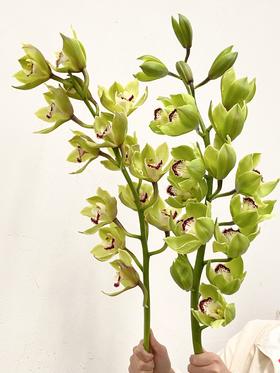 兰花 | 大花蕙兰绿宝石