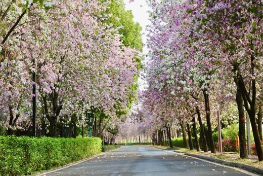 2026绿动先锋植树季 商品图1