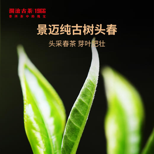 澜沧古茶2023年景迈古树头春散茶大平掌养护林春茶木盒装500g 商品图1