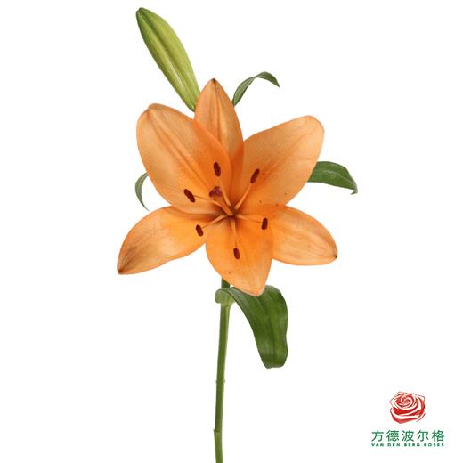 百合-番茄炒蛋多头 5枝一扎 商品图2