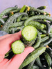 脆嫩黄瓜妞儿！很难买到！腌个小咸菜、拌个小凉菜，十分爽口又开胃！过年大鱼大肉吃多了，换不来这难得的清爽[得意]深夜的酒永远比不上清晨的粥，这就是粥的伴侣！18-19斤，实际19-20斤 商品缩略图0
