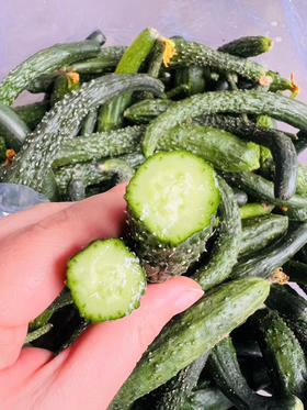 脆嫩黄瓜妞儿！很难买到！腌个小咸菜、拌个小凉菜，十分爽口又开胃！过年大鱼大肉吃多了，换不来这难得的清爽[得意]深夜的酒永远比不上清晨的粥，这就是粥的伴侣！18-19斤，实际19-20斤