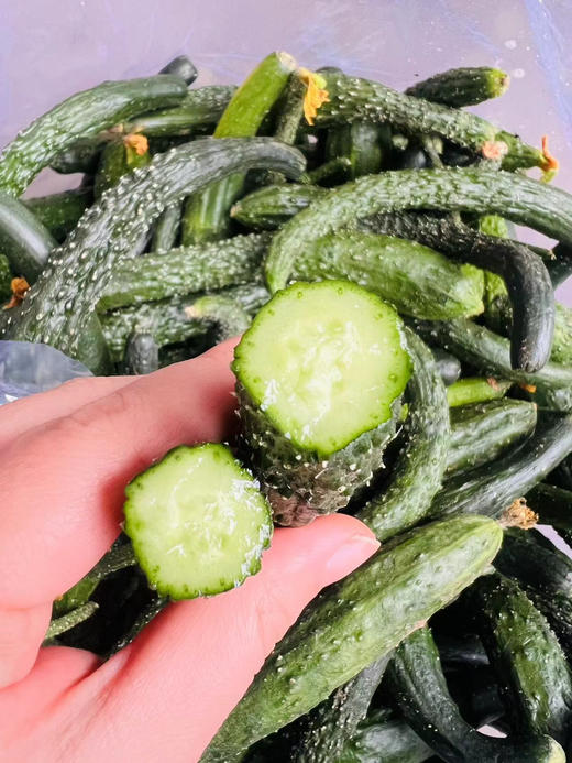 脆嫩黄瓜妞儿！很难买到！腌个小咸菜、拌个小凉菜，十分爽口又开胃！过年大鱼大肉吃多了，换不来这难得的清爽[得意]深夜的酒永远比不上清晨的粥，这就是粥的伴侣！18-19斤，实际19-20斤 商品图0