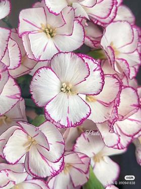 多头康乃馨 | 蝴蝶康缇娜