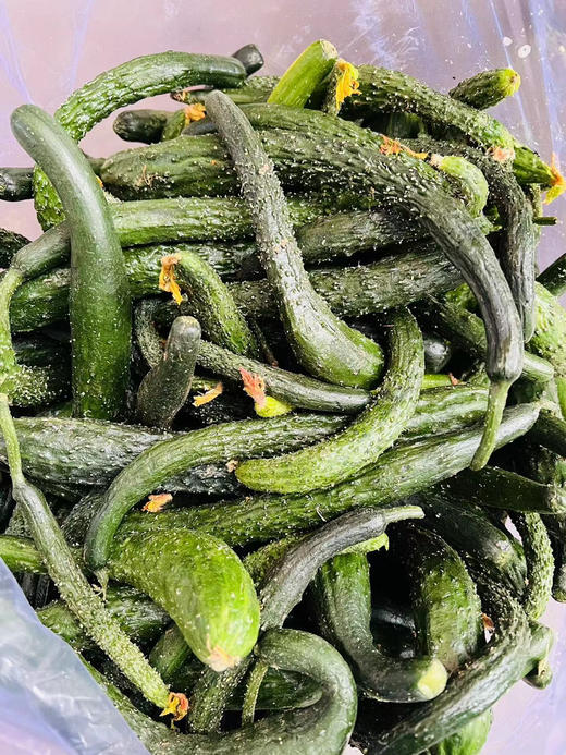 脆嫩黄瓜妞儿！很难买到！腌个小咸菜、拌个小凉菜，十分爽口又开胃！过年大鱼大肉吃多了，换不来这难得的清爽[得意]深夜的酒永远比不上清晨的粥，这就是粥的伴侣！18-19斤，实际19-20斤 商品图1