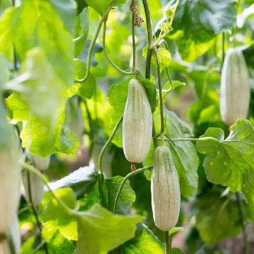 当季果蔬 | 山东羊角蜜甜瓜 博洋9号/锦玉 甜度适中 清甜脆口 商品图11