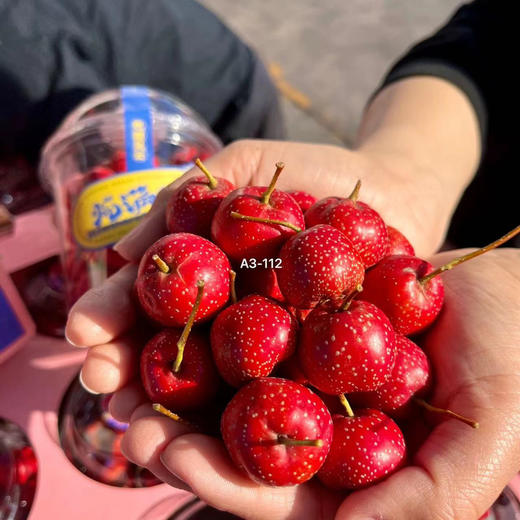 红甜子山楂，纯树熟，经历了最关键的转糖阶段，所以口感才能哇塞哇塞绝绝子！个头小小，肉质紧实，9甜1酸，浓香浓香，山楂味十足，沙面糯甜，糖度高！对！就是小朋友和老人都爱吃的那种口感！一组两盒，约1.5斤 商品图0