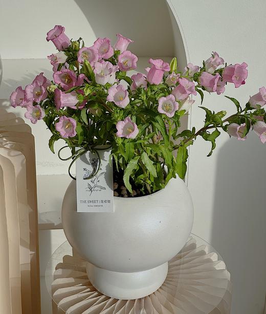 风铃花盆栽（每盆形态不同，介意慎拍） 商品图1