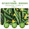 脆嫩黄瓜妞儿！很难买到！腌个小咸菜、拌个小凉菜，十分爽口又开胃！过年大鱼大肉吃多了，换不来这难得的清爽[得意]深夜的酒永远比不上清晨的粥，这就是粥的伴侣！18-19斤，实际19-20斤 商品缩略图4