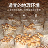 茶树菇120g/袋装 商品缩略图8