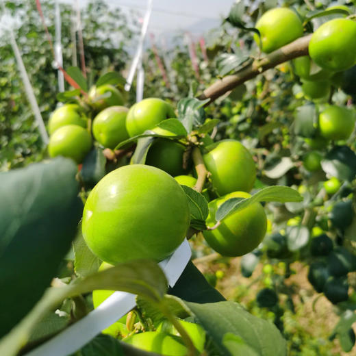 【云南好物】花斑苹果蜜枣  2斤/3斤/5斤 商品图1