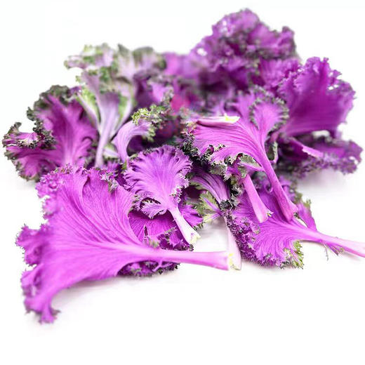 羽衣甘蓝 商品图0