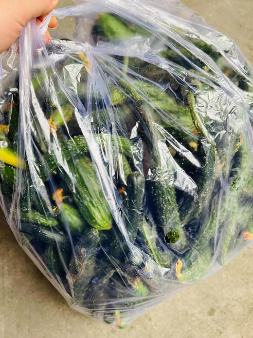 脆嫩黄瓜妞儿！很难买到！腌个小咸菜、拌个小凉菜，十分爽口又开胃！过年大鱼大肉吃多了，换不来这难得的清爽[得意]深夜的酒永远比不上清晨的粥，这就是粥的伴侣！18-19斤，实际19-20斤 商品图3