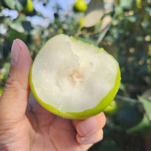 【云南好物】花斑苹果蜜枣  2斤/3斤/5斤 商品图3