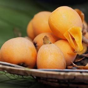 高山甜枇杷 约500G /份