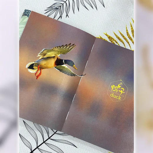 那些动物教我的事DR一位自然观察者的博物学札记(自然感悟丛书)小亮老师推荐张辰亮推荐 商务印书馆9787100219563 商品图3