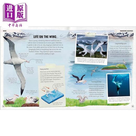 【中商原版】DK动物奇妙之旅 Amazing Animal Journeys 英文原版 儿童科普绘本 动物知识百科图画书 7岁以上 进口自然科学读本 商品图2
