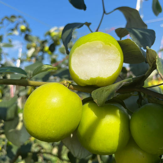 【云南好物】花斑苹果蜜枣  2斤/3斤/5斤 商品图2