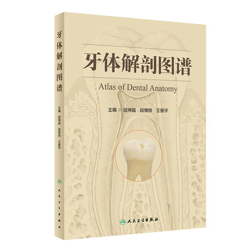 牙体解剖图谱 段坤昌 段维轶 王振宇 主编 成年人恒牙婴幼儿乳牙体实物标本图像牙列咬合口腔科书籍 人民卫生出版社9787117341998 商品图1