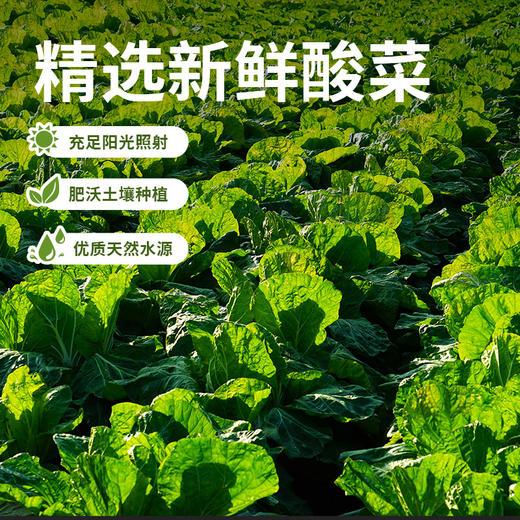 仟味神厨益生菌发酵酸菜|开袋免洗，0防腐0亚硝酸盐，酸爽脆嫩下饭一绝 商品图8