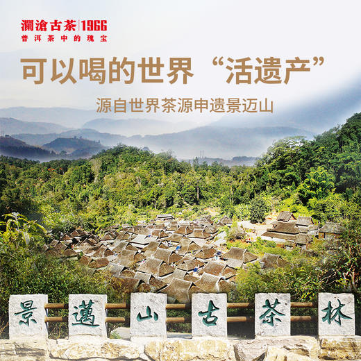 澜沧古茶2023年景迈古树头春散茶大平掌养护林春茶木盒装500g 商品图4