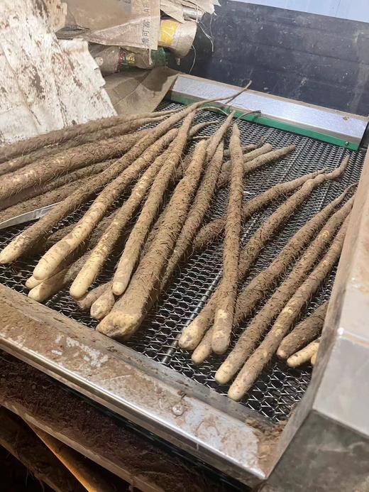 周三秒杀：【金沙山药】一袋3斤左右，肉质紧实，细长饱满，冰糖口感，清香软糯！！！ 商品图1