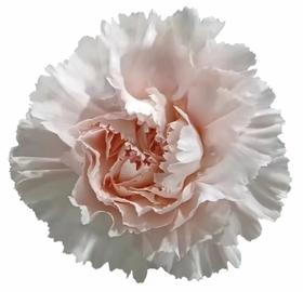 单头康乃馨 | 流光粉