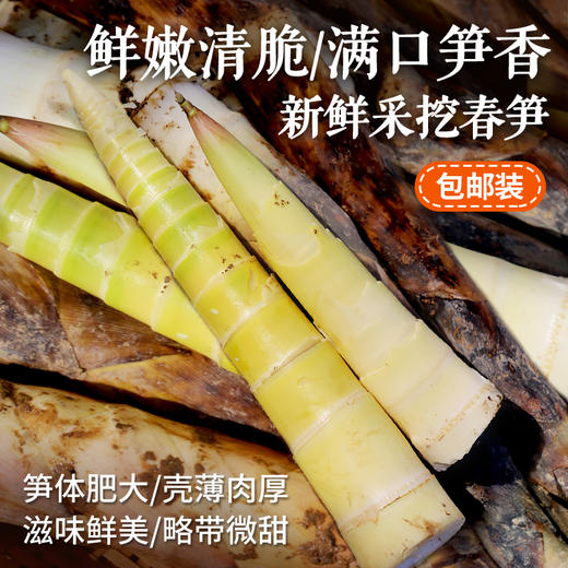 【包邮】新鲜春笋竹笋 鲜嫩新鲜采挖春雷笋鲜笋非冬笋 新鲜时令蔬菜 3斤/5斤 商品图0