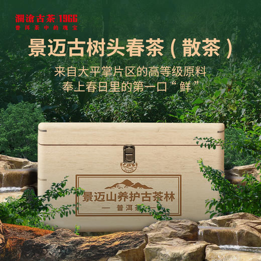 澜沧古茶2023年景迈古树头春散茶大平掌养护林春茶木盒装500g 商品图0